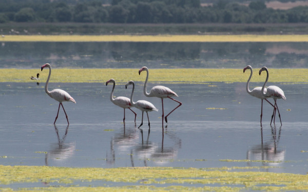 Κεντρική Μακεδονία: Την Κυριακή 5 Οκτωβρίου η Ευρωπαϊκή Γιορτή των Πουλιών σε 3 Προστατευόμενες Περιοχές