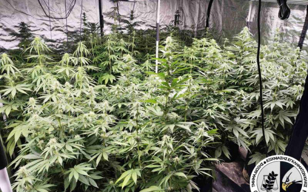 Θεσσαλονίκη: Καλλιεργούσε 23 δενδρύλλια κάνναβης στην αποθήκη τού σπιτιού του (βίντεο)