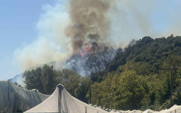 Καβάλα: Ξέσπασε φωτιά σε δασική έκταση στο Μυρτόφυτο στο Παγγαίο Καβάλα: Ξέσπασε φωτιά σε δασική έκταση στο Μυρτόφυτο στο Παγγαίο