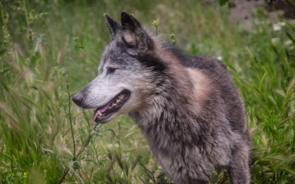 Το πρώτο υβρίδιο λύκου-σκύλου στην Ελλάδα επιβεβαιώθηκε στη Χαλκιδική
