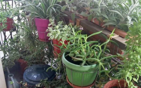 Δήμος Θεσσαλονίκης: Ανοίγουν οι αιτήσεις για τον διαγωνισμό «Πράσινο Μπαλκόνι»