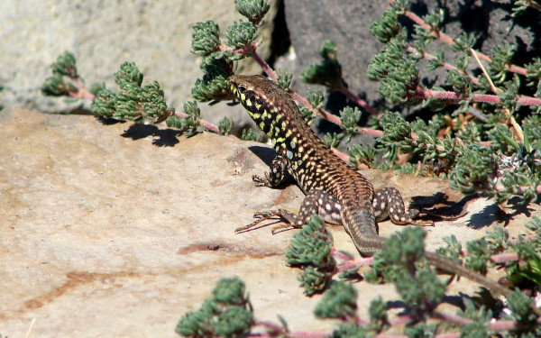 ΟΦΥΠΕΚΑ: Ανακάλυψη για νέο είδος σαύρας στην Ελλάδα