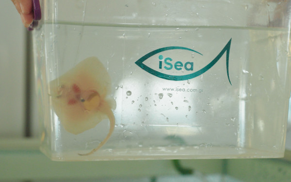 Θεσσαλονίκη: Πραγματοποιήθηκε η πρώτη επιτυχής εκκόλαψη σαλαχιού στην Ελλάδα