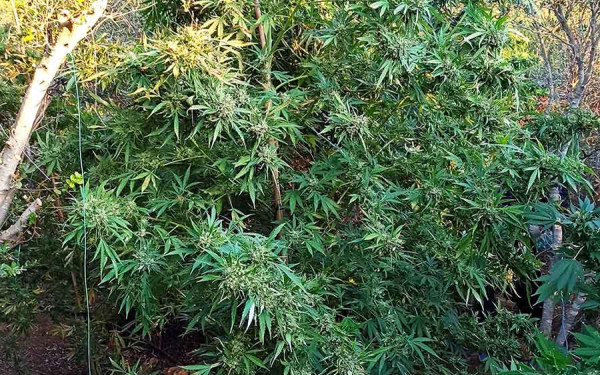 Πέλλα: Καλλιεργούσε χασίς δίπλα στο ποτάμι – Τον «έκαψαν» τα 1,2 κιλά που έκρυβε στο σπίτι