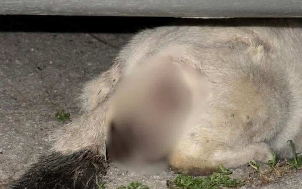 Θεσσαλονίκη: Σοβαρές καταγγελίες για δεκάδες επιθέσεις από αγέλη 15 σκύλων