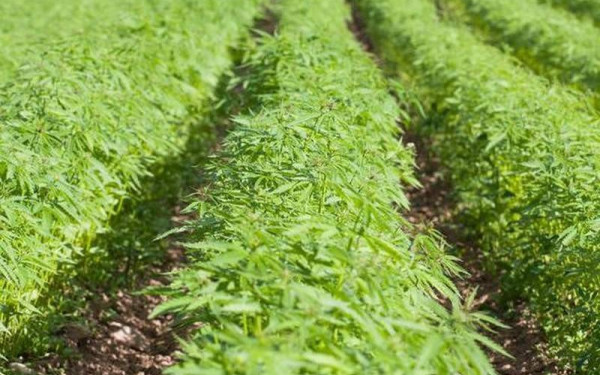 Τρεις άδειες για φαρμακευτική κάνναβη στην Ήπειρο