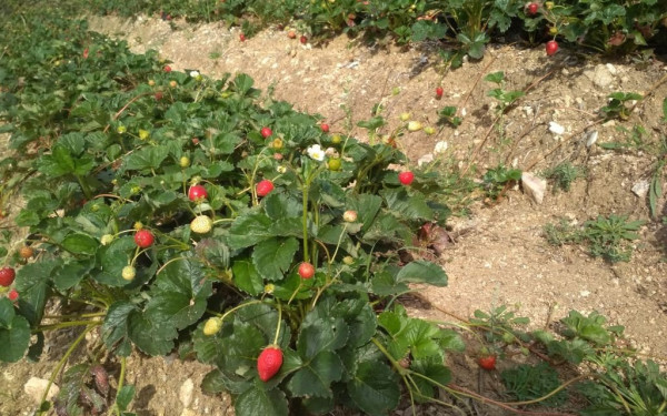 Φράουλες χωρίς φυτοφάρμακα από τον Βερτίσκο (φωτογραφίες)