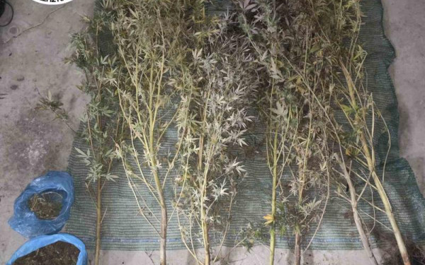 Κιλκίς: Στο «μικροσκόπιο» της αστυνομίας δύο άνδρες για καλλιέργεια κάνναβης