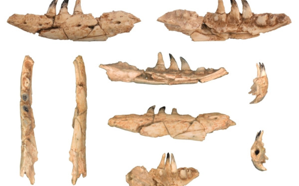 Γιγαντιαίος Δράκος πριν από 4 εκατ. χρόνια στη Θεσσαλονίκη: Το σπάνιο απολίθωμα που ήρθε στο φως Γιγαντιαίος Δράκος πριν από 4 εκατ. χρόνια στη Θεσσαλονίκη: Το σπάνιο απολίθωμα που ήρθε στο φως