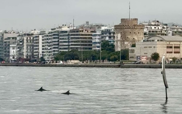 Θεσσαλονίκη: Δελφίνια «χορεύουν» στα νερά του Θερμαϊκού εντυπωσιάζοντας κατοίκους και επισκέπτες