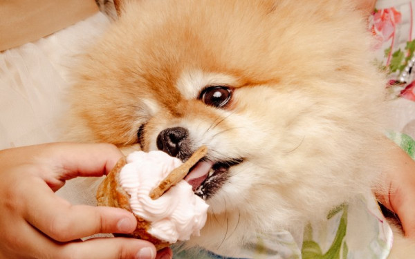 Πάρτι γενεθλίων για σκυλάκια - Η Μπάρμπι γιορτάζει με στυλ στη Θεσσαλονίκη