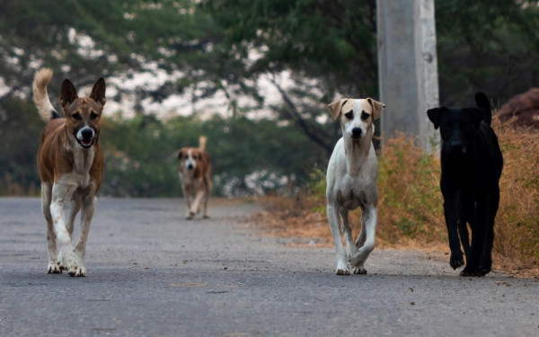 Θεσσαλονίκη: 14χρονη δέχτηκε επίθεση από αγέλη σκύλων στον Κήπο του Καλού (βίντεο)