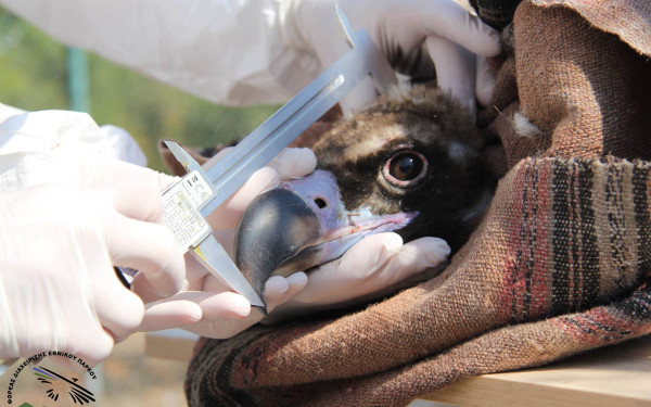 Το Εργαστήριο Άγριας Πανίδας του ΑΠΘ συμβάλλει στη διαμόρφωση νέων πρακτικών βιώσιμου κυνηγετικού τουρισμού