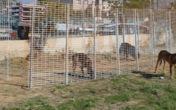 Θεσσαλονίκη: «Στο κυνήγι» της αγέλης αδέσποτων σκύλων μεταξύ Πυλαίας και Τούμπας - Έχουν πιαστεί και απομακρυνθεί 14 αδέσποτα