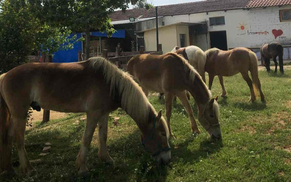 Tο άλογο σε ρόλο θεραπευτή