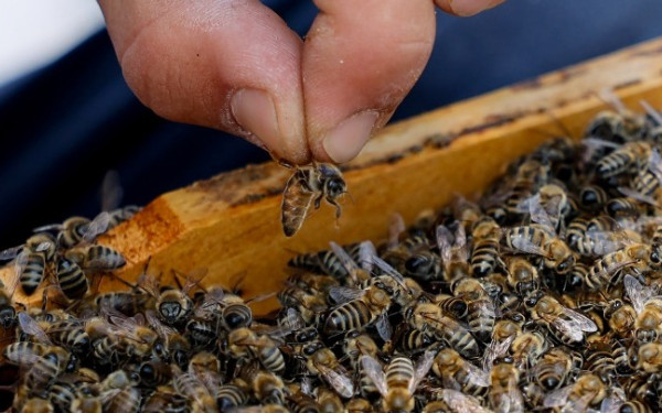 Αυστραλία: Ανακαλύφθηκε νέο είδος μέλισσας - Ονομάστηκε «Λούσιφερ» λόγω της «διαβολικής» του όψης