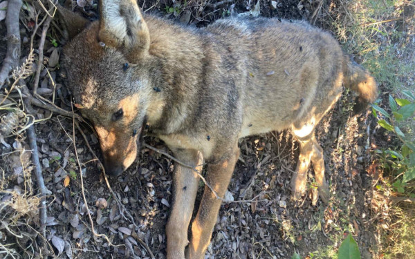 Θεσσαλονίκη: Νεκρός λύκος μετά από τροχαίο στο Πανόραμα