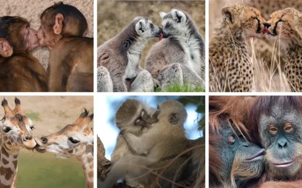 Το πρώτο φιλί δόθηκε πριν από... 20 εκατ. χρόνια και όχι από ανθρώπους