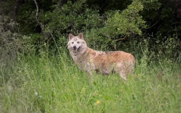 Θεσσαλονίκη: Λύκος εμφανίστηκε στη Θέρμη