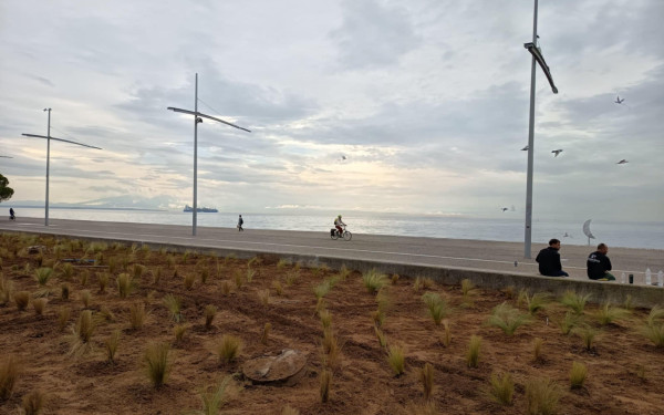 Θεσσαλονίκη: Πρασινίζει ξανά με 1000 στίπες ο Κήπος του Απογευματινού Ηλίου στη Νέα Παραλία (βίντεο)