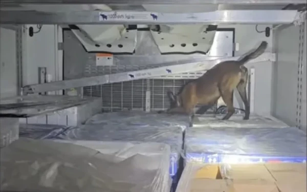 Πάνω από 350 κιλά κάνναβης κατασχέθηκαν στο λιμάνι της Ηγουμενίτσας