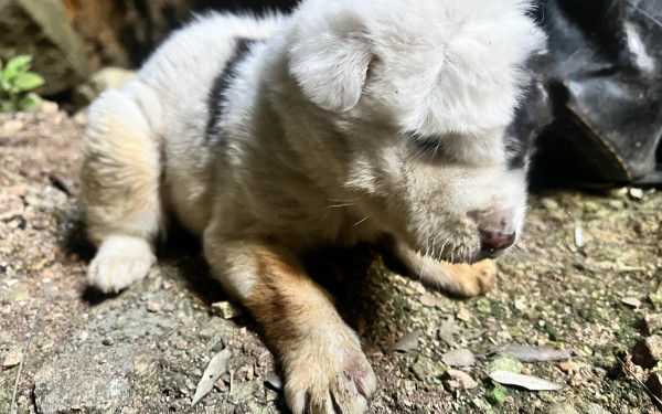 Πήλιο: Πέθανε και το τελευταίο κουτάβι από αυτά που πέταξαν σε γκρεμό 20 μέτρων