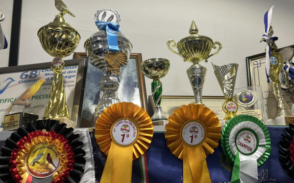 Θεσσαλονίκη: Πανέμορφα καναρίνια διεκδικούν μια θέση σε... διαγωνισμό τραγουδιού