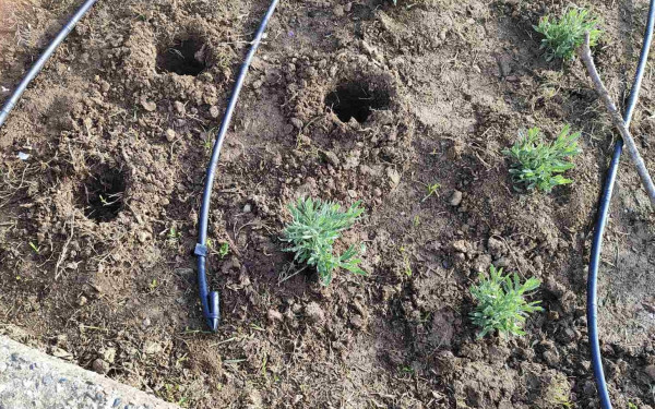 Θεσσαλονίκη: Έκλεψαν αρωματικά φυτά από την Νέα Παραλία που φυτεύτηκαν τέσσερις μέρες πριν