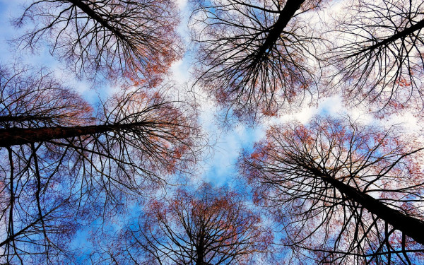 Θεσσαλονίκη: Έρχεται δενδροφύτευση στην Τούμπα χάρη στο «Όλοι Μαζί Μπορούμε»