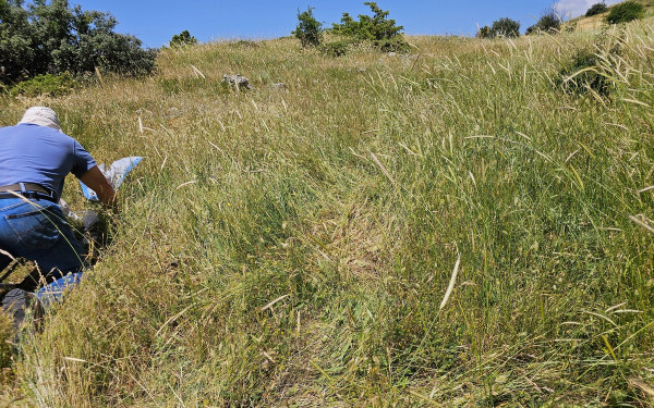 Συνεργασία ελληνικών πανεπιστημίων: Πετυχαίνοντας την αειφορία της κτηνοτροφίας στα υψηλά όρη υπό συνθήκες κλιματικής αλλαγής