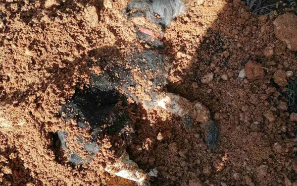 Θεσσαλονίκη: Σοκάρουν οι εικόνες του σκύλου που έθαψε ζωντανό ο 90χρονος