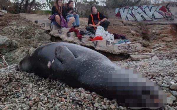 Νεκρή μεσογειακή φώκια από πυροβολισμό στο Μαύρο Λιθάρι