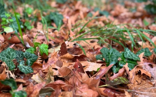 Δήμος Θεσσαλονίκης: Τόνοι φύλλα σαρώνονται καθημερινά και καταλήγουν για κομπόστ
