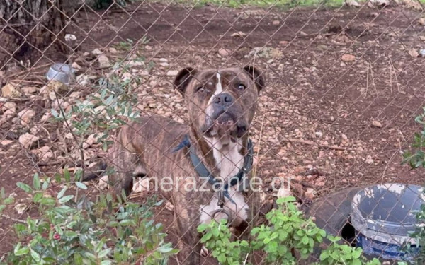 Ζάκυνθος: Η οικογένεια του παιδιού που σκοτώθηκε από το πίτμπουλ, είχε εντοπίσει το ζώο αδέσποτο