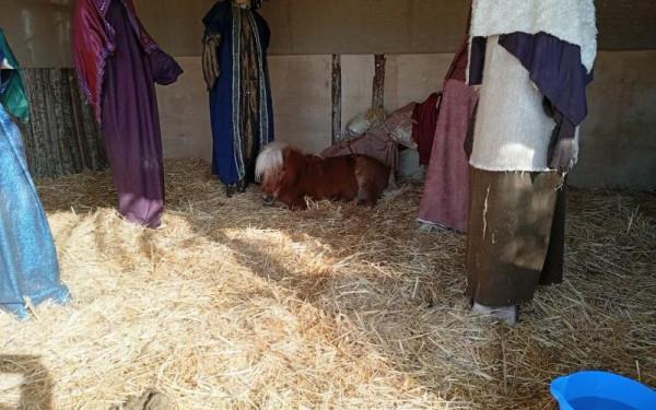 Αντιδράσεις στον Βόλο για το ζωντανό πόνι σε φάτνη - Τι αναφέρει ο δήμαρχος