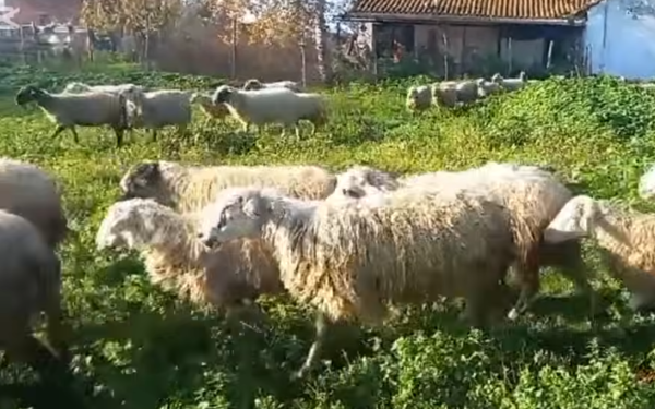 Θεσσαλονίκη: Ξεκίνησε η διαδικασία θανάτωσης των προβάτων στο Μικρό Μοναστήρι - Ερωτήματα για την προέλευση της σπάνιας φυλής