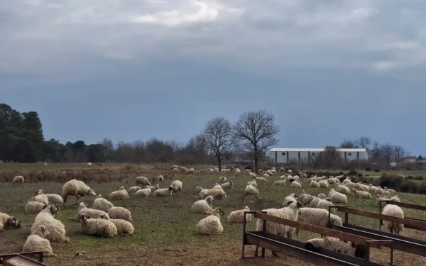 Εξαφανίζεται η ιστορική φυλή προβάτων Ρουμλουκίου μετά τη σφαγή των τελευταίων στη Θεσσαλονίκη