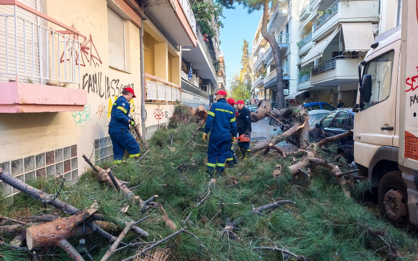Θεσσαλονίκη: Δέντρο έπεσε και καταπλάκωσε ΙΧ στη Χαριλάου - Δείτε φωτογραφίες