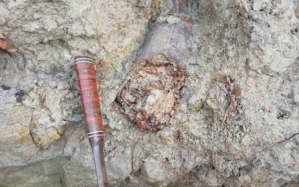 Απολιθωμένος χαυλιόδοντας από Μαμούθ εντοπίστηκε στον Λαγκαδά