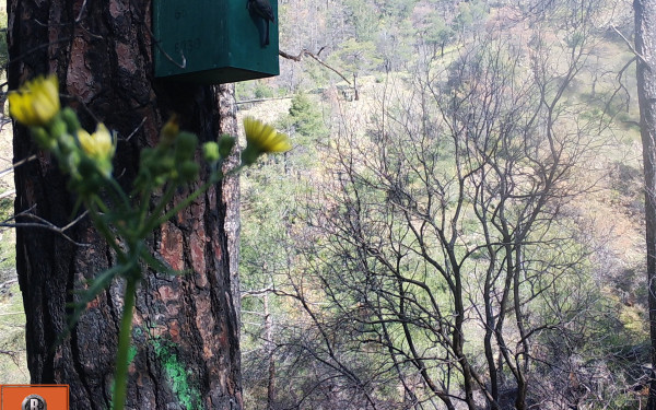 Σουφλί: H φύση αναγεννάται στη Δαδιά - Τι αποκαλύπτει η παρουσία των μικροπουλιών μετά τις πυρκαγιές