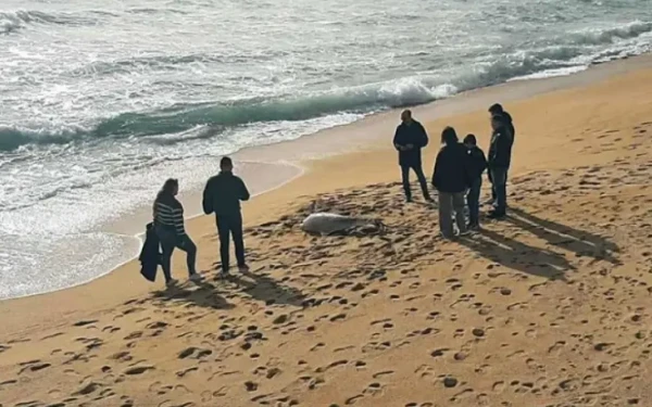 Καβάλα: Δελφίνι ξεβράστηκε νεκρό σε παραλία  - Είχε σκοινί δεμένο στο πτερύγιό του