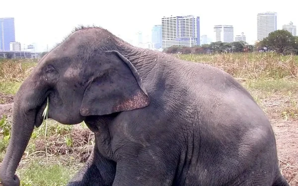 Σρι Λάνκα: Πυροβόλησαν και έκαψαν ζωντανό ελέφαντα - Σάλος στα social media (βίντεο)