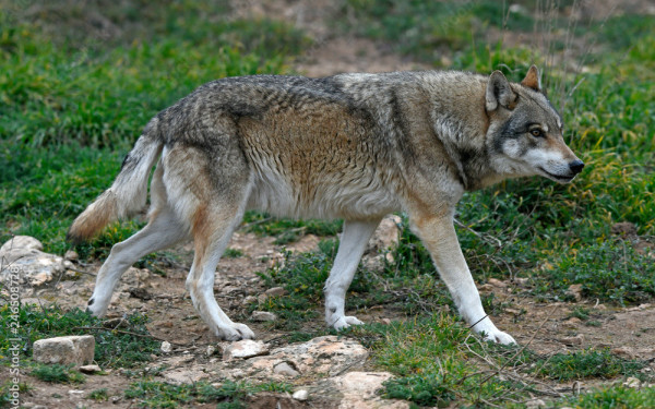 Θεσσαλονίκη: Αγέλη λύκων κυκλοφορεί ανάμεσα σε Πανόραμα και Θέρμη