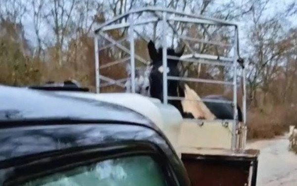 «Στο ποτάμι αυτά, στο ποτάμι και εγώ»: Η συγκινητική διάσωση αλόγων στη Μεσοποταμιά Καστοριάς (βίντεο)