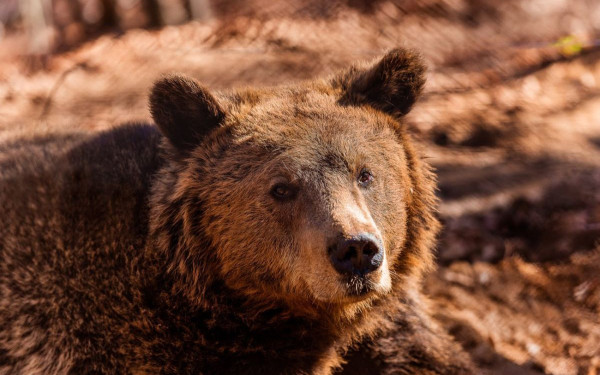 Αρκούδες στην Ελλάδα: Ο πληθυσμός αυξάνεται χωρίς να προκαλούνται περισσότερες ζημιές σε κτηνοτροφία, μελισσοκομία και γεωργία