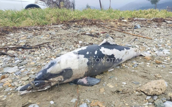 Βόλος: Νεκρό δελφίνι με δεμένο το ρύγχος του εντοπίστηκε σε παραλία
