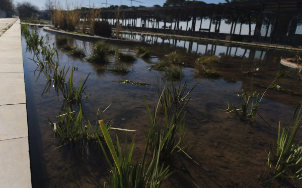 Θεσσαλονίκη: Το μεράκι ενός γεωπόνου για τα ιαπωνικά φυτά, φέρνει την ανανέωση στον Κήπο του Νερού (βίντεο)