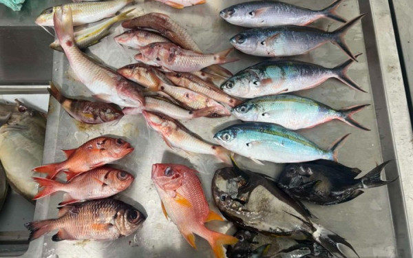 Μολυσμένο με μικροπλαστικά βρέθηκε το ένα τρίτο των ψαριών στον Ειρηνικό
