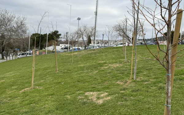 Θεσσαλονίκη: Φυτεύτηκαν 500 δέντρα δωρεά της ΕΥΑΘ σε νησίδες και χώρους πρασίνου