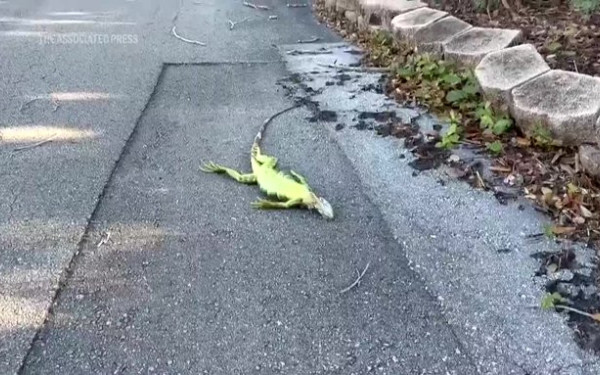 ΗΠΑ: Νέο κύμα κακοκαιρίας προκαλεί προβλήματα στις συγκοινωνίες - Νεκρά ερπετά από το κρύο κείτονται στους δρόμους